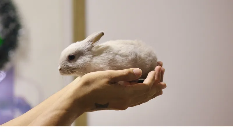 Chinchilla