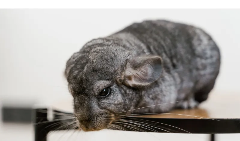 chinchilla-how-long-without-bath