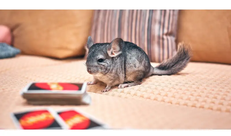 chinchillas-fell-toilet