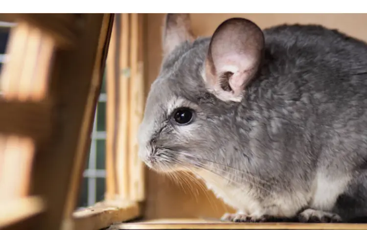 do-chinchillas-hibernate