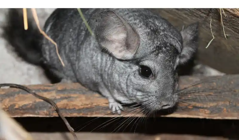 does-chinchilla-drink-water