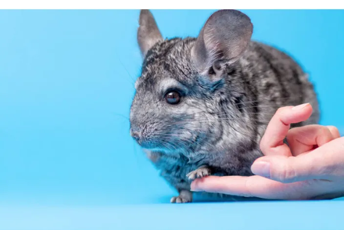 does-chinchilla-smell