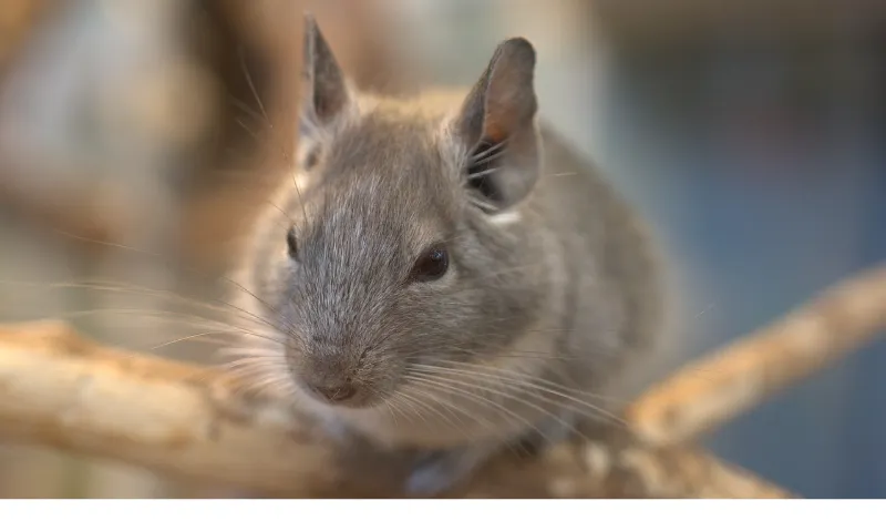 dust-bath-for-chinchillas