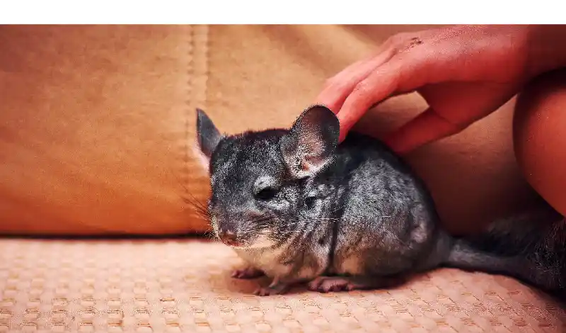 how-many-times-dust-bath-per-week-chinchilla