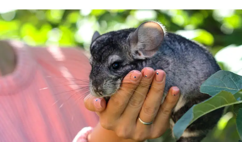 how-to-dry-a-wet-chinchilla