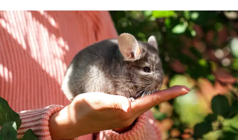 how-to-make-chinchilla-like-you