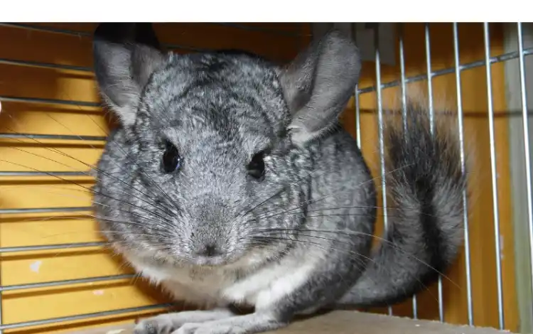 is-chinchilla-dust-harmful