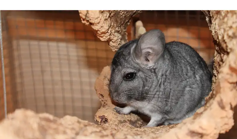 is-chinchilla-pee-toxic