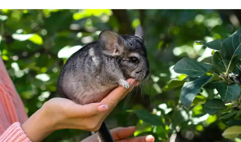 Sand vs. Dust for Chinchilla [Pros & Cons – Comparision]