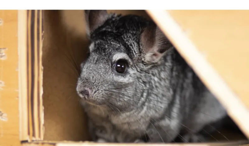 why-chinchilla-stare-at-me