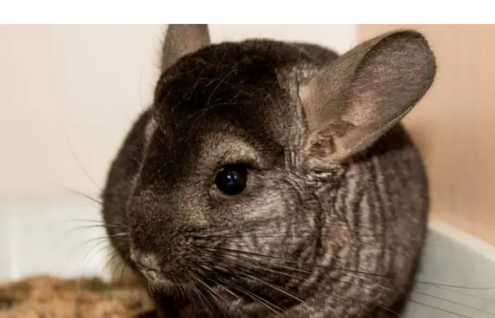 Are-Chinchillas-Hypoallergenic