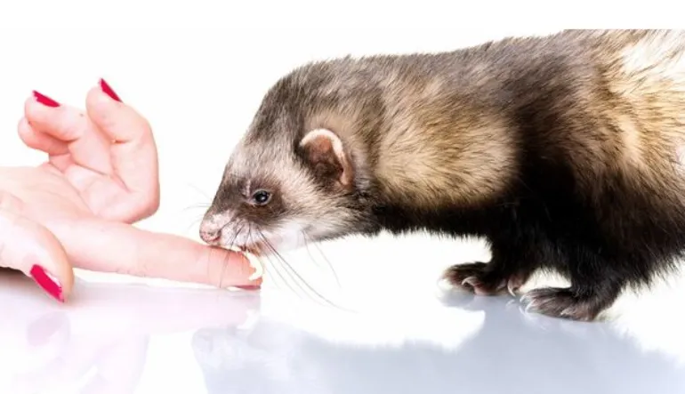 Ferretvite-for-Ferrets