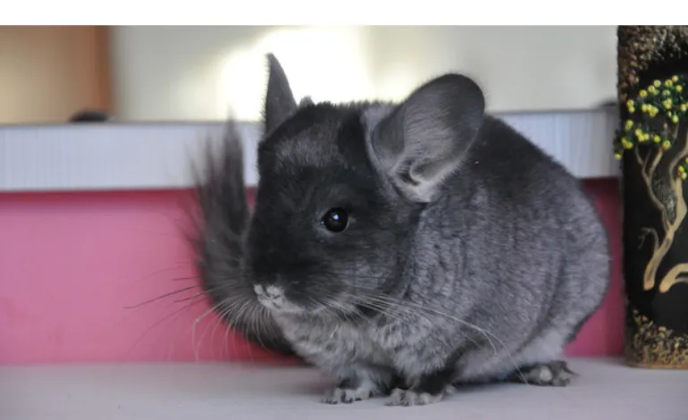 are-chinchillas-easy-take-care