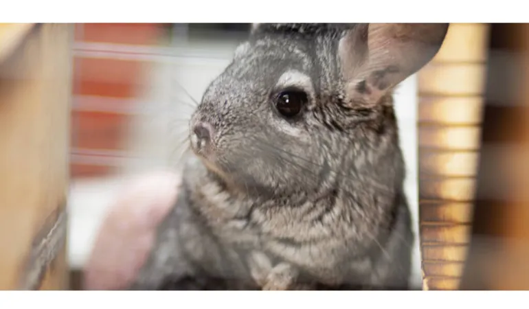 are-chinchillas-high-maintenance