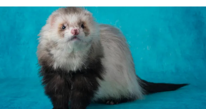 are-ferrets-easy-to-take-care