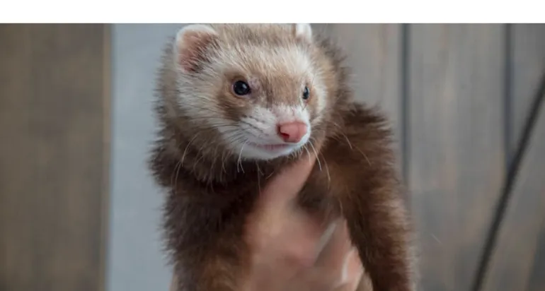 are-ferrets-high-maintenance