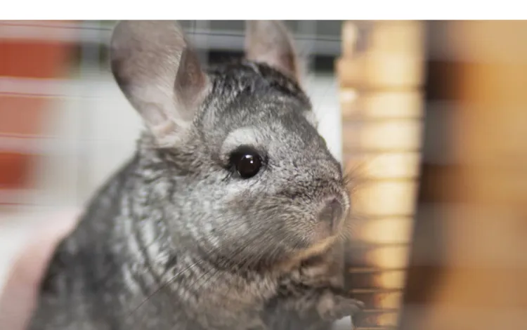 are-male-chinchillas-agressive