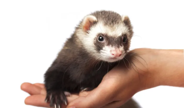 bathing-ferret-dawn-dish-soap