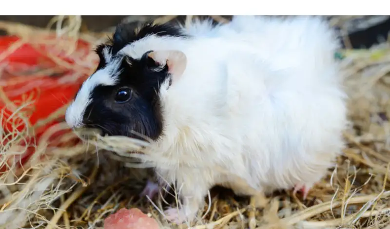 can-chinchillas-get-too-cold