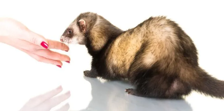 can-ferret-eat-chicken