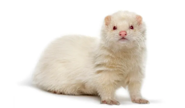 Do Ferrets Have Good Hearing? [Examining Their Abilities]