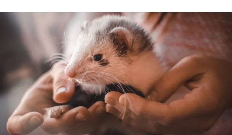 can-ferret-recognise-its-name
