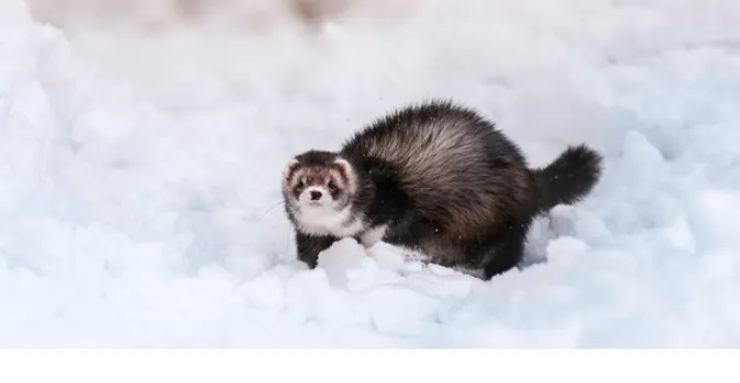 can-ferret-stay-outside-in-winter