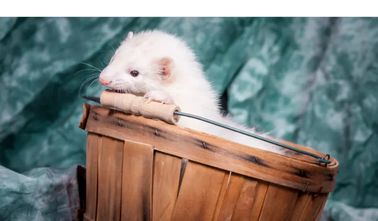 can-ferrets-see-color