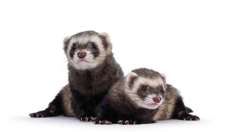 can-two-female-ferrets-live-together
