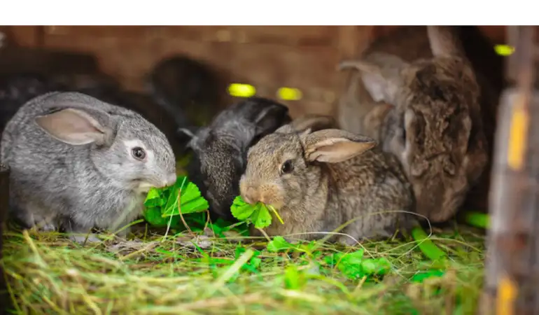 can-you-reuse-chinchilla-dust