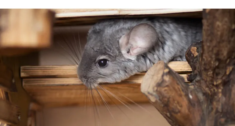 can-you-use-fleece-for-chinchilla-bedding