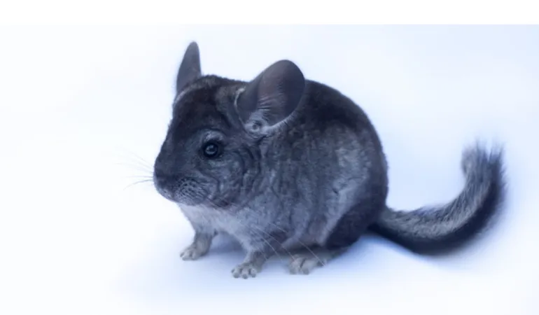 chinchilla-fur-chewing