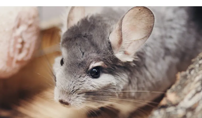 chinchilla-get-moldy