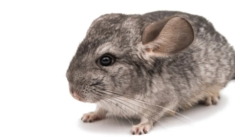 chinchilla-good-hearing