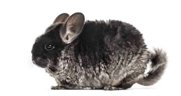 chinchilla-losing-hair-on-tail