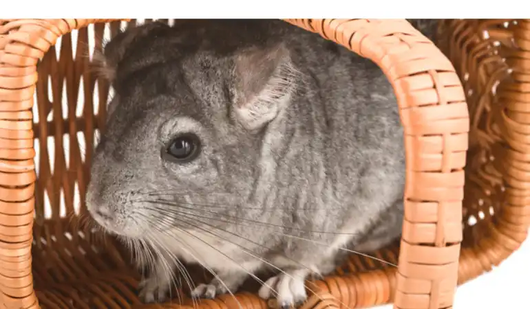 chinchilla-lying-on-side