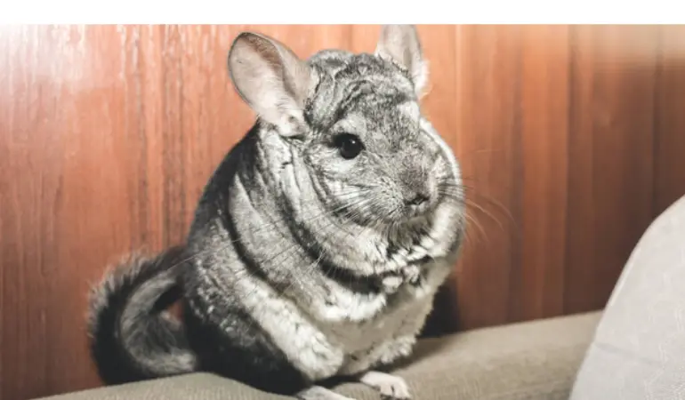 chinchilla-squeak