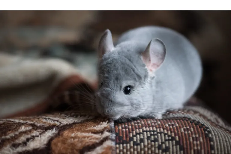 chinchilla-urine-colour