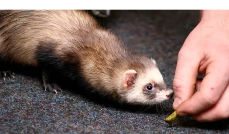 can-ferret-see-dark