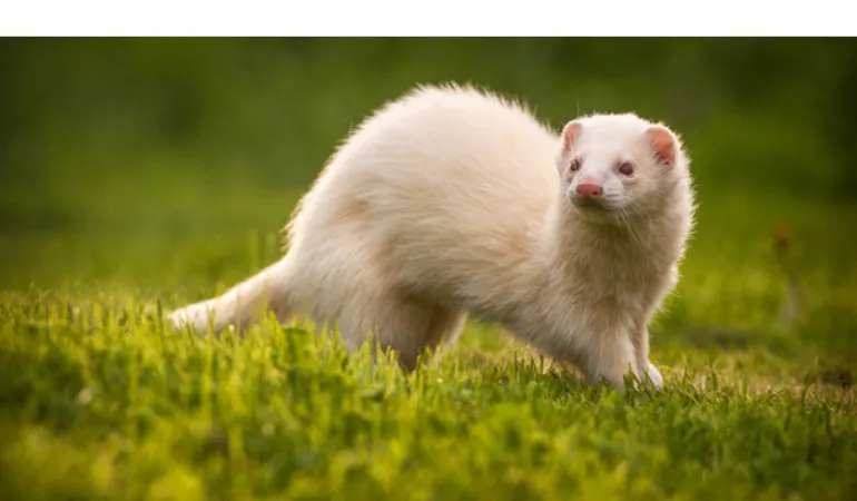 cost-of-owning-pet-ferret