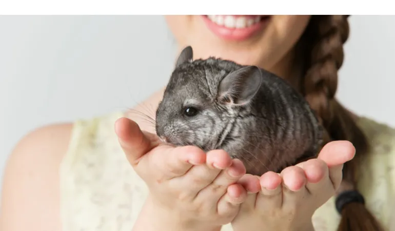 costs-of-chinchilla-ownership