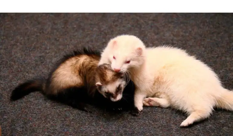 differences-between-male-female-ferrets