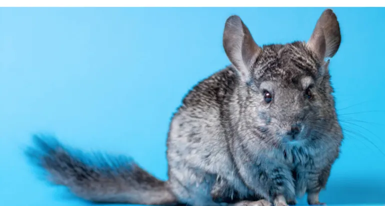 do-chinchillas-need-wheel