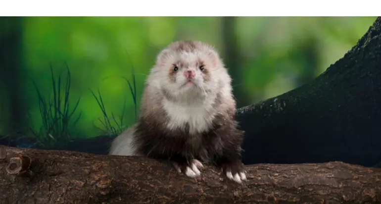 do-ferrets-cry