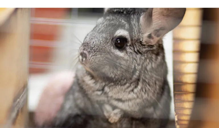 does-chinchilla-enjoy-music
