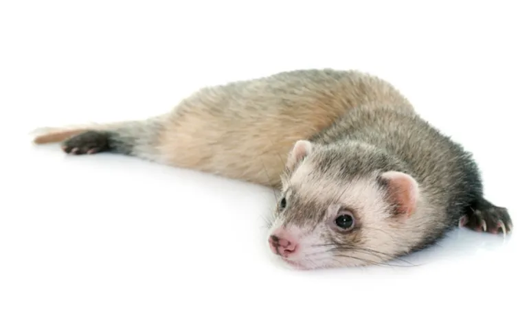 does-ferret-have-good-eyesight