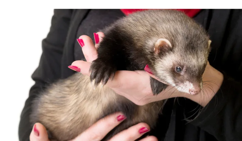 does-ferret-love-cuddles