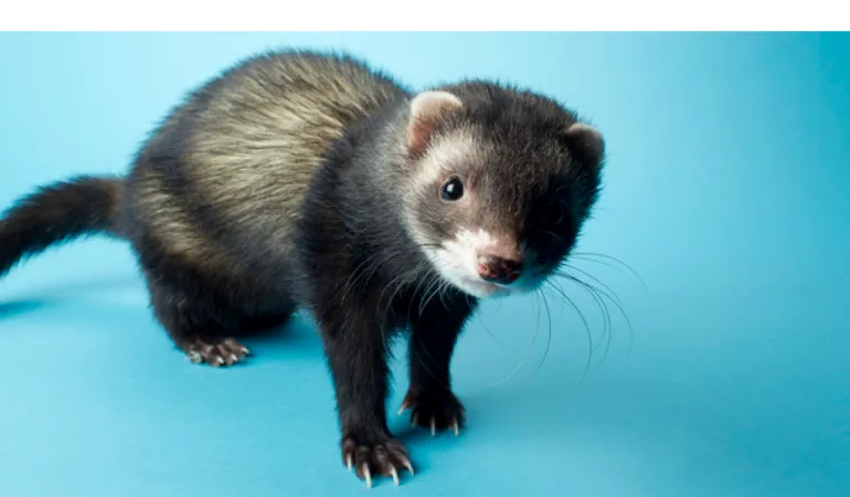 ferret-baby-shampoo-bathe
