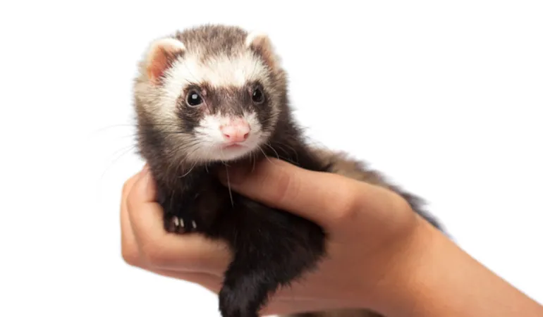 ferret-bath-temperature