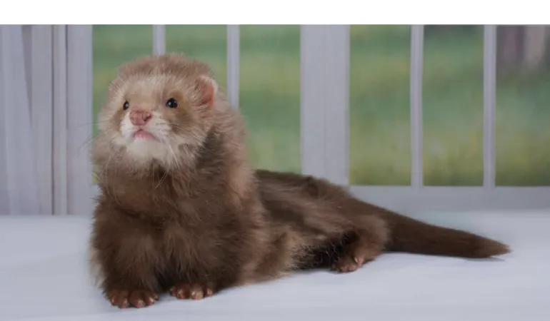 ferret-going-walks